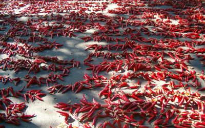 Csípős történelem – A magyar paprikatermesztés és fűszergyártás története