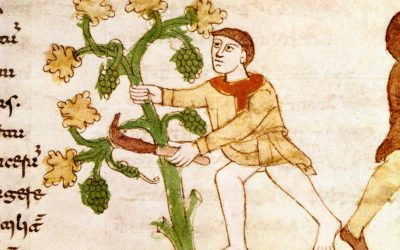 A szőlőkultúra elterjedése Európában és Magyarországon a középkorban